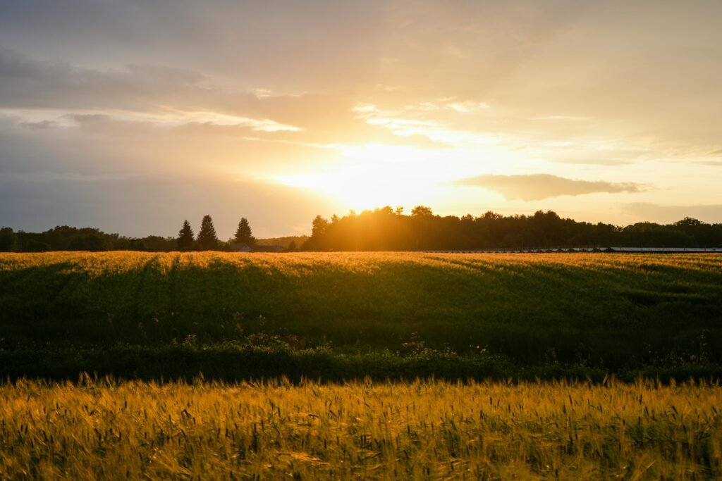 Golden wheat field glowing under sunset sky with warm orange hues.