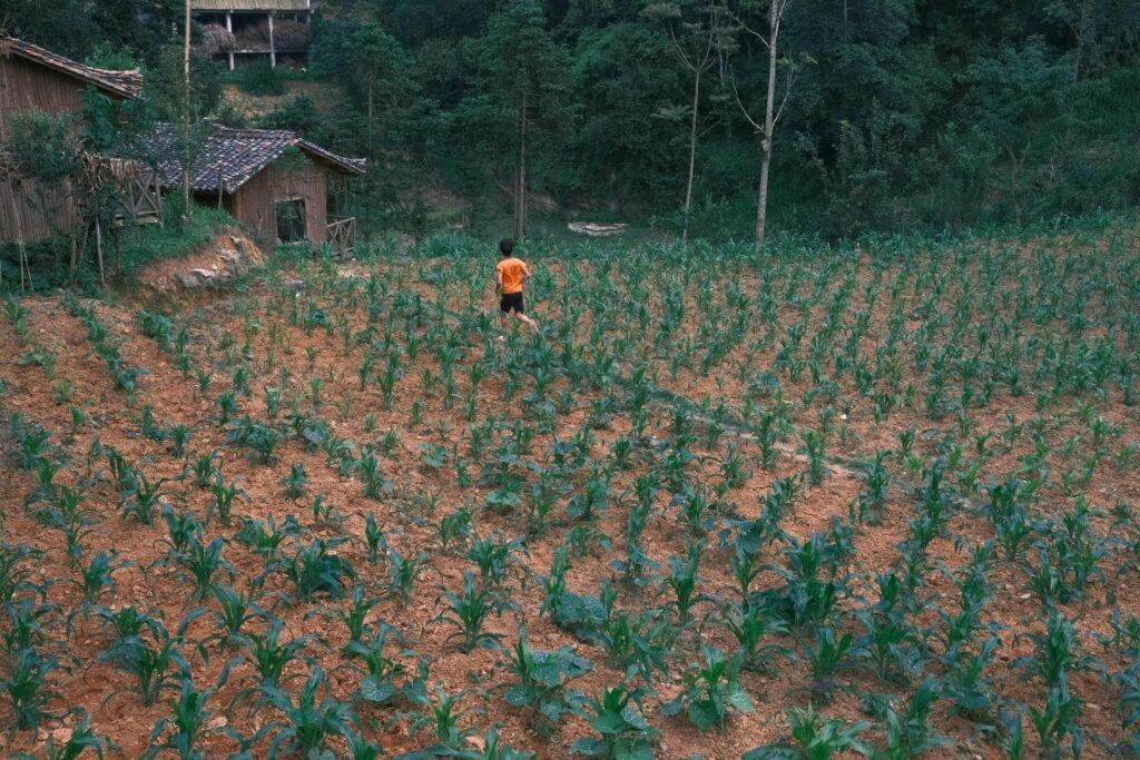 Lush green fields of a small sustainable farm with cover crops and crop rows under a clear sky.