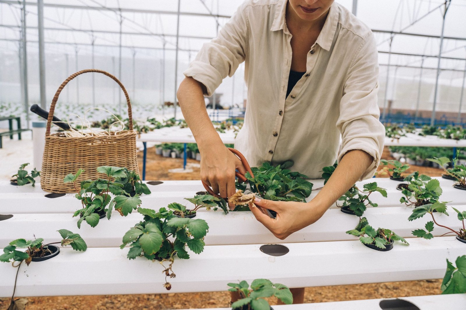 A New AI Tool Is Giving Hydroponic Fodder Growers a Digital Assistant